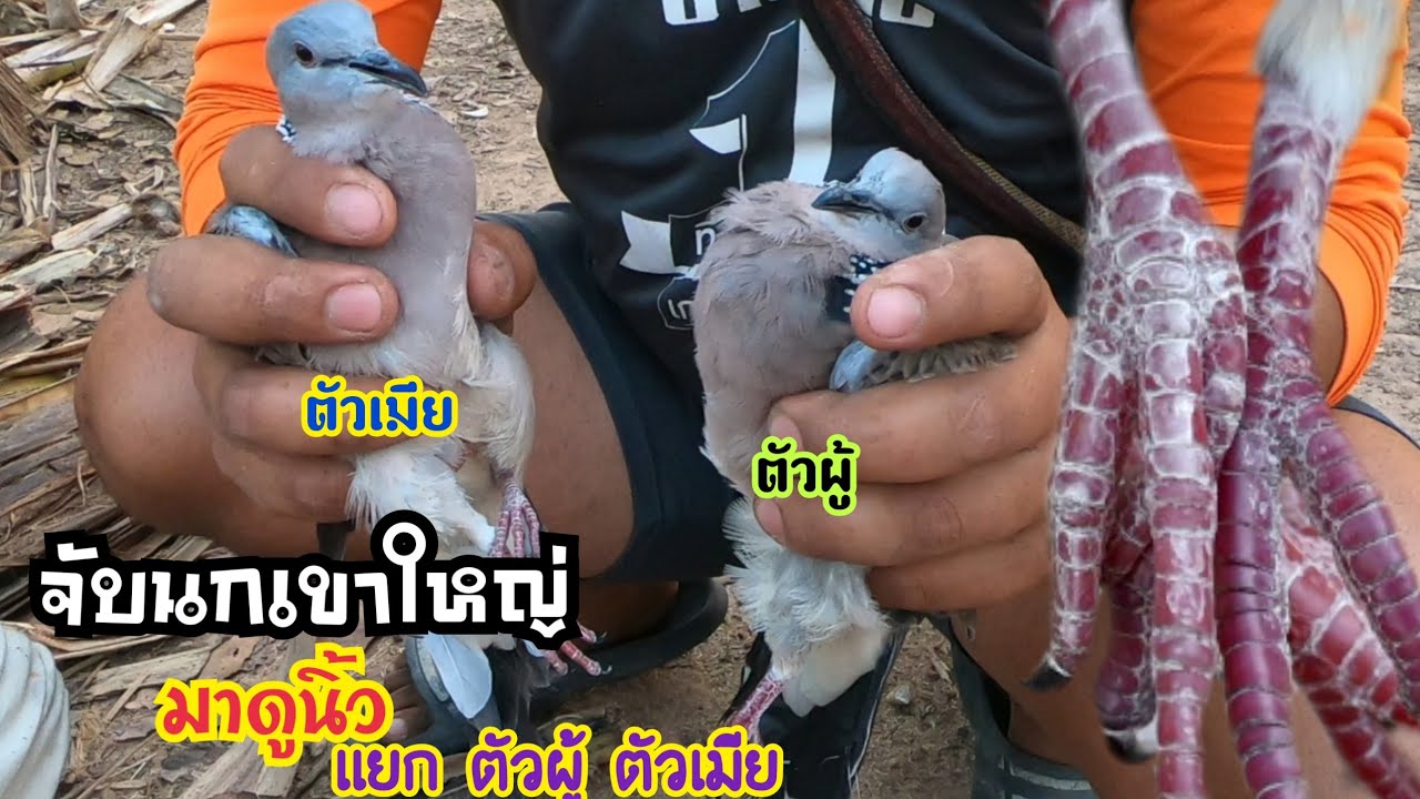 จับนกเขาใหญ่มาดูนิ้ว แยกตัวผู้ตัวเมีย
