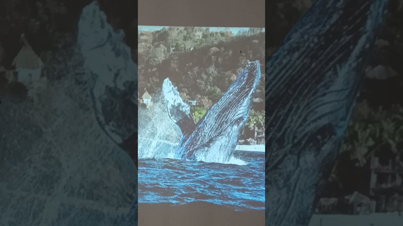 Asombroso Mundo Marino! Ballenas 