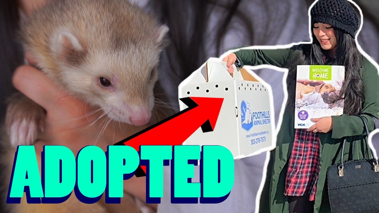 Я усыновил хорька! (Добро пожаловать домой, Нудл)