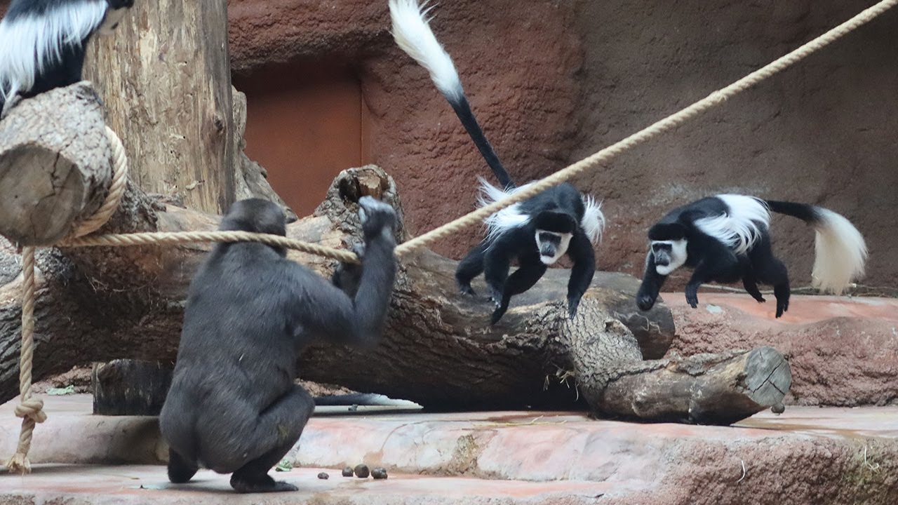 Guereza Monkeys Annoy Grumpy Gorilla 🦍