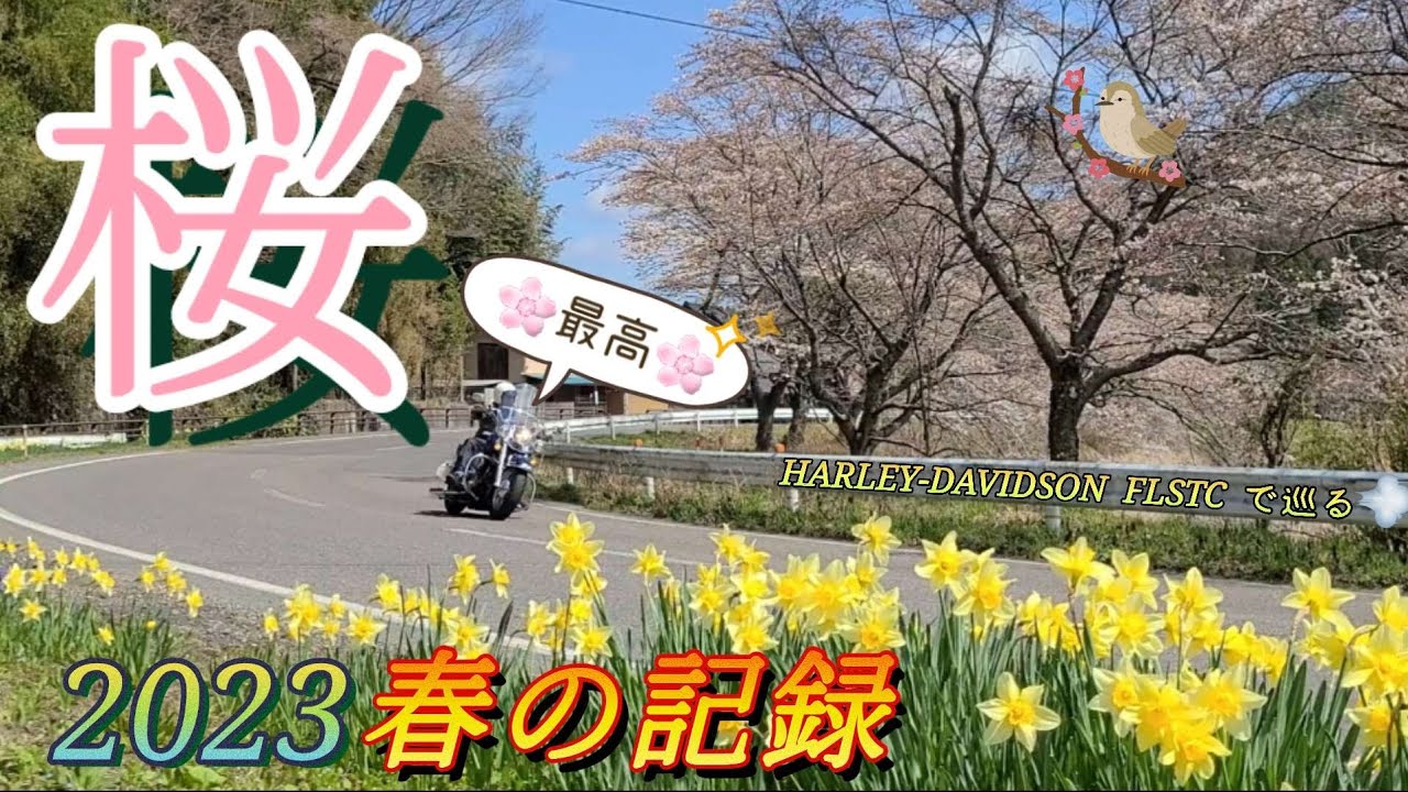 【桜】　HARLEY-DAVIDSON　FLSTCで巡る　～2023春の記録～