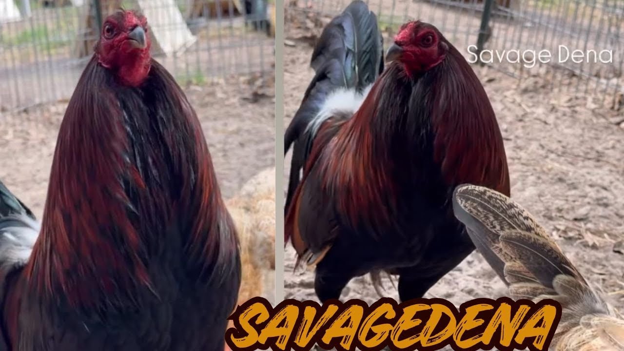 Beautiful Big Farm Texas - Free Range Feeding Time Shape Chicken Coop Indoor Outdoor Breeding Pens