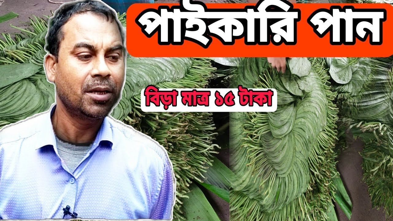 পাইকারি পান নিয়ে ব্যবসা শুরু করুন ||পানের পাইকারি বাজার ||পানের দাম|| পানের বড় বাজার||
