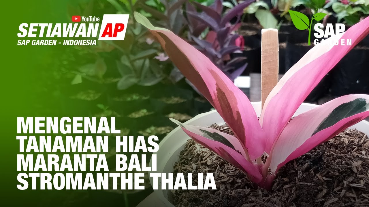 Mengenal Tanaman Hias Maranta Bali atau Stromanthe Thalia atau Calathea Multicolor - SAP Garden