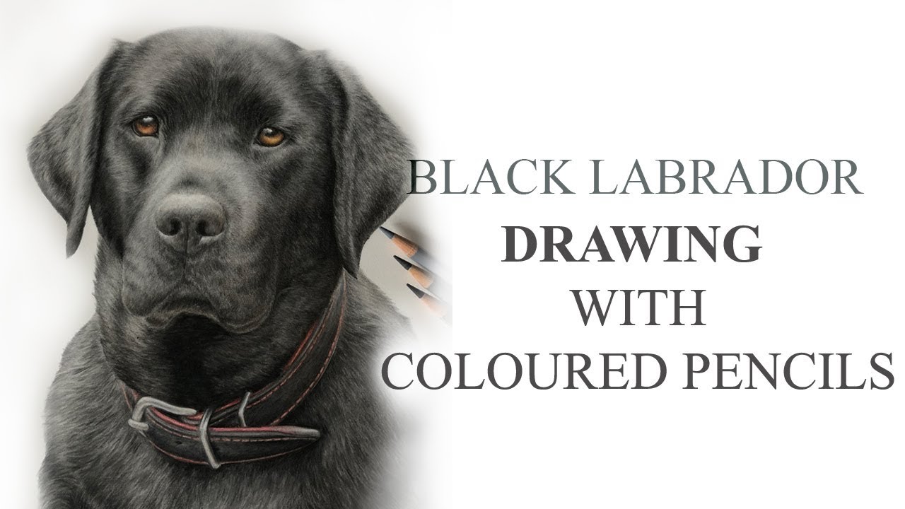 Drawing a black Labrador in Coloured Pencil | My journey to being an artist & learning from mistakes