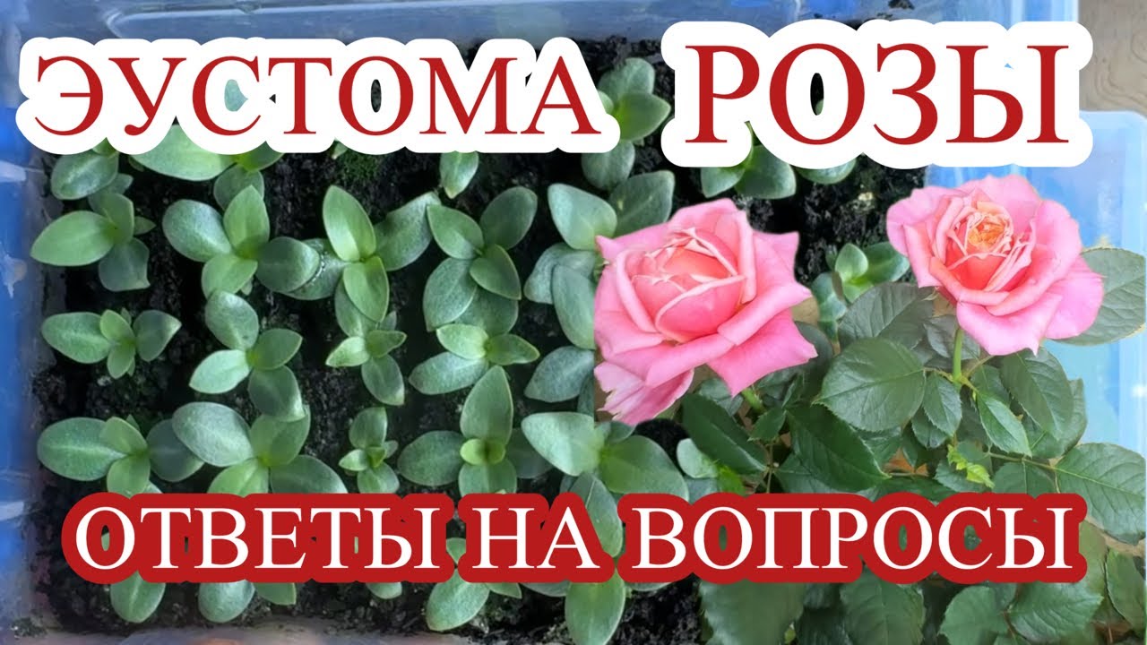 ОТВЕТЫ НА САМЫЕ ЧАСТЫЕ ВОПРОСЫ.