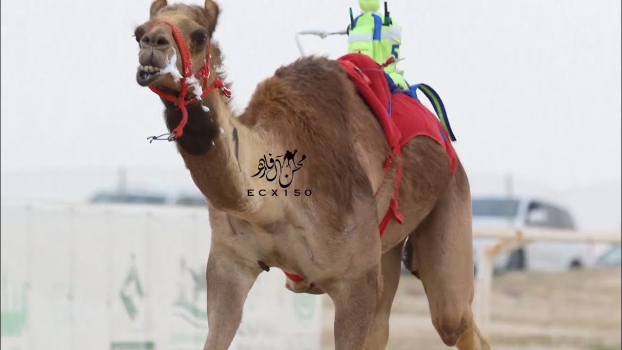 الحجاج : سعد عامر سعد الفهيده المري