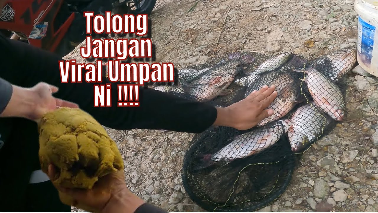 Ikan Lampam dan Tilapia cukup besar kat sini !