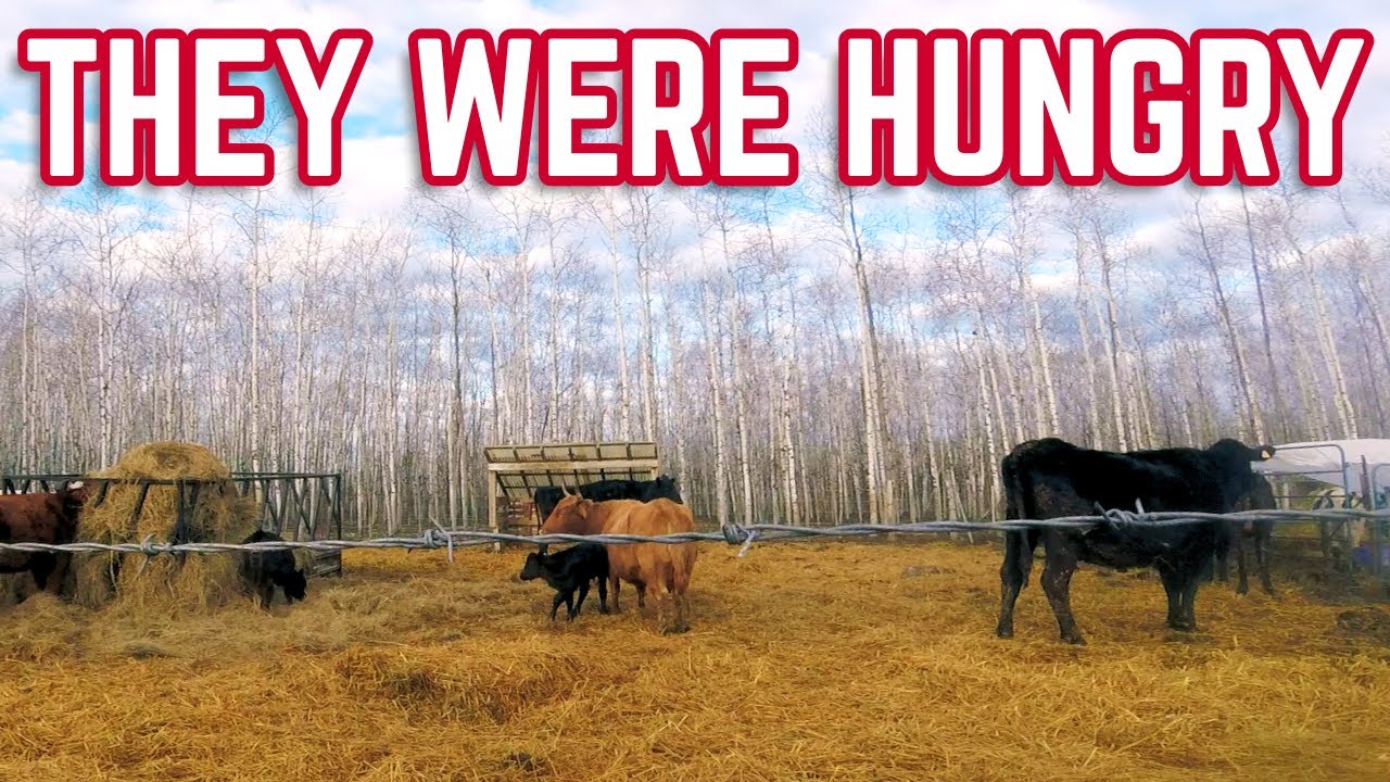 Feeding the Whole Farm Crew
