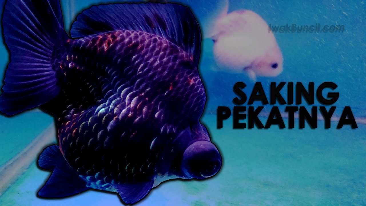 Demekin Black Platinum: Menang Lelang Tanpa Perlawanan 😑