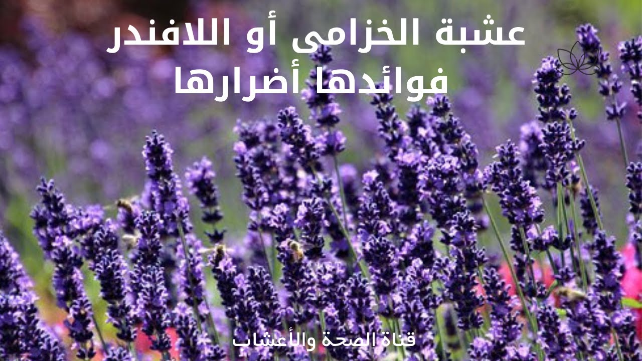 عشبة الخزامى | أو اللافندر | فوائدها أضرارها | Benefits of lavender