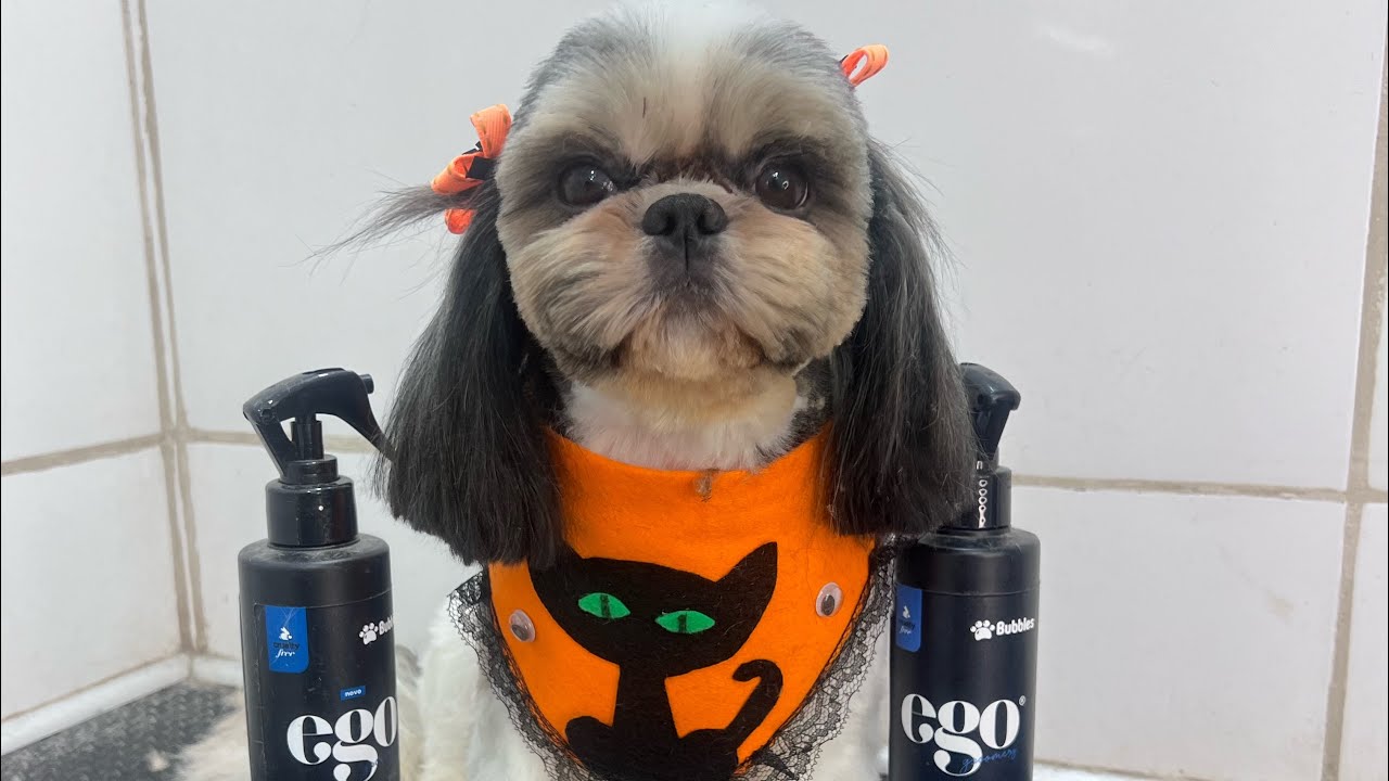LIVE - BANHO E TOSA BEBÊ BAIXA
