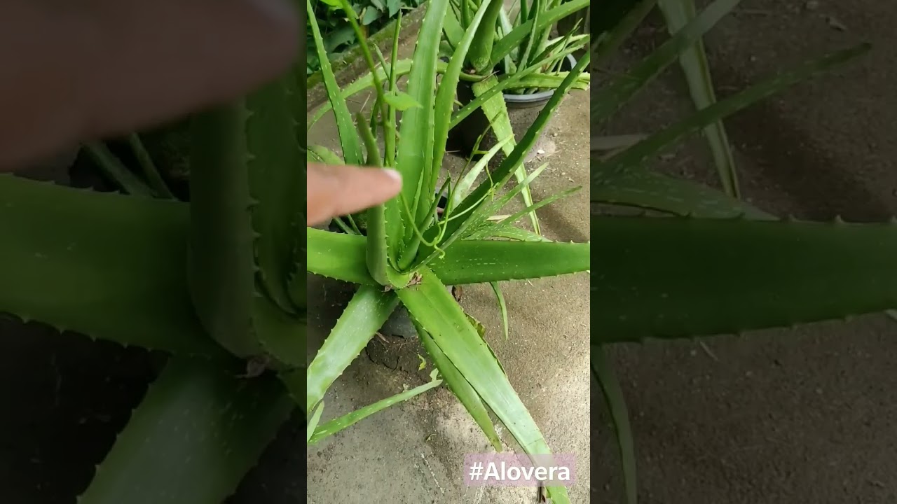 Nature drink #alovera #organicherbs #satisfying #wegrowsrilanka #reallifesrilanka #reallifetv #short