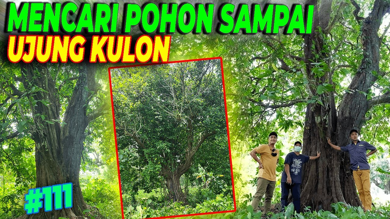 #EPS111 DEHAKIMS AVIARY | POHON RATUSAN TAHUN AKAN MASUK AVIARY? LANGSUNG SURVEI KE UJUNG PULAU JAWA