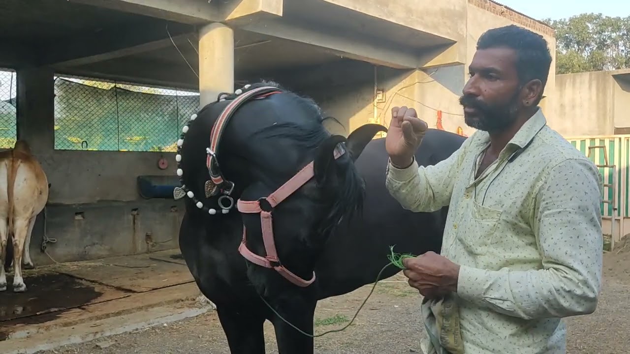 घोड़े की बाल भंवरी की जानकारी कितनी प्रकार की भंवरिया होती है