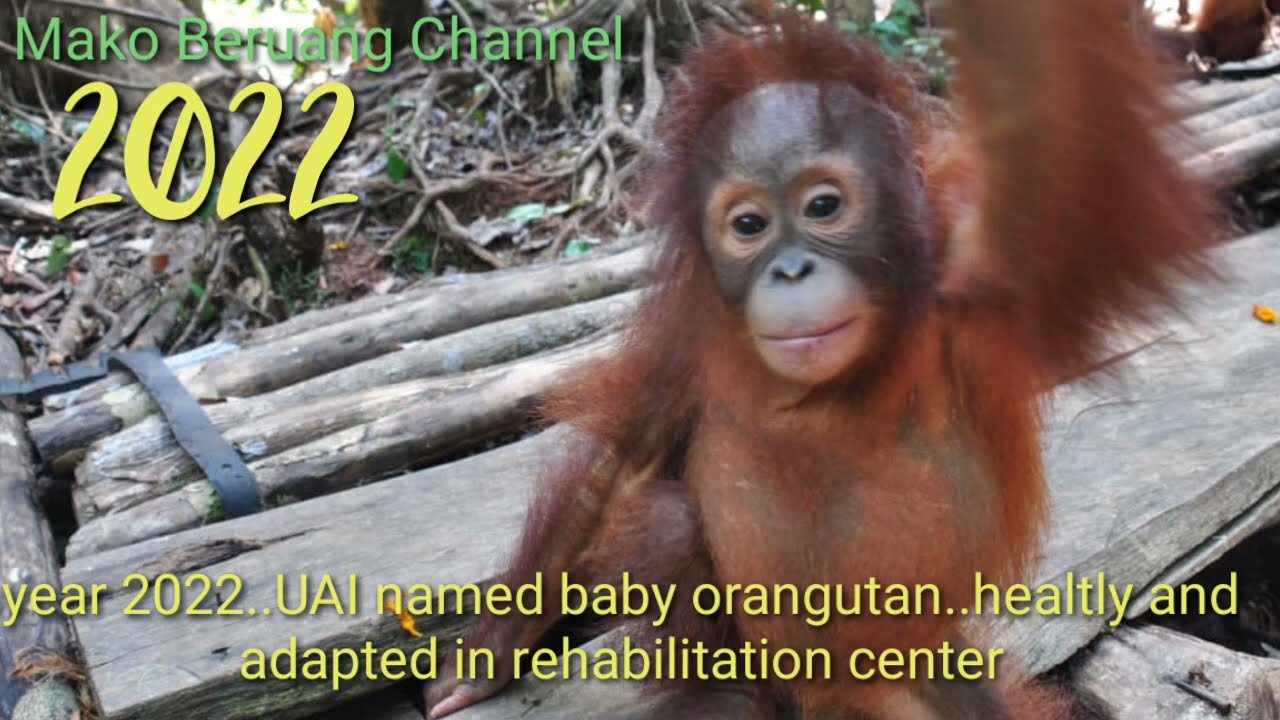 This baby orangutan used to be severely dehydrated, now healthy and growing #babyorangutan