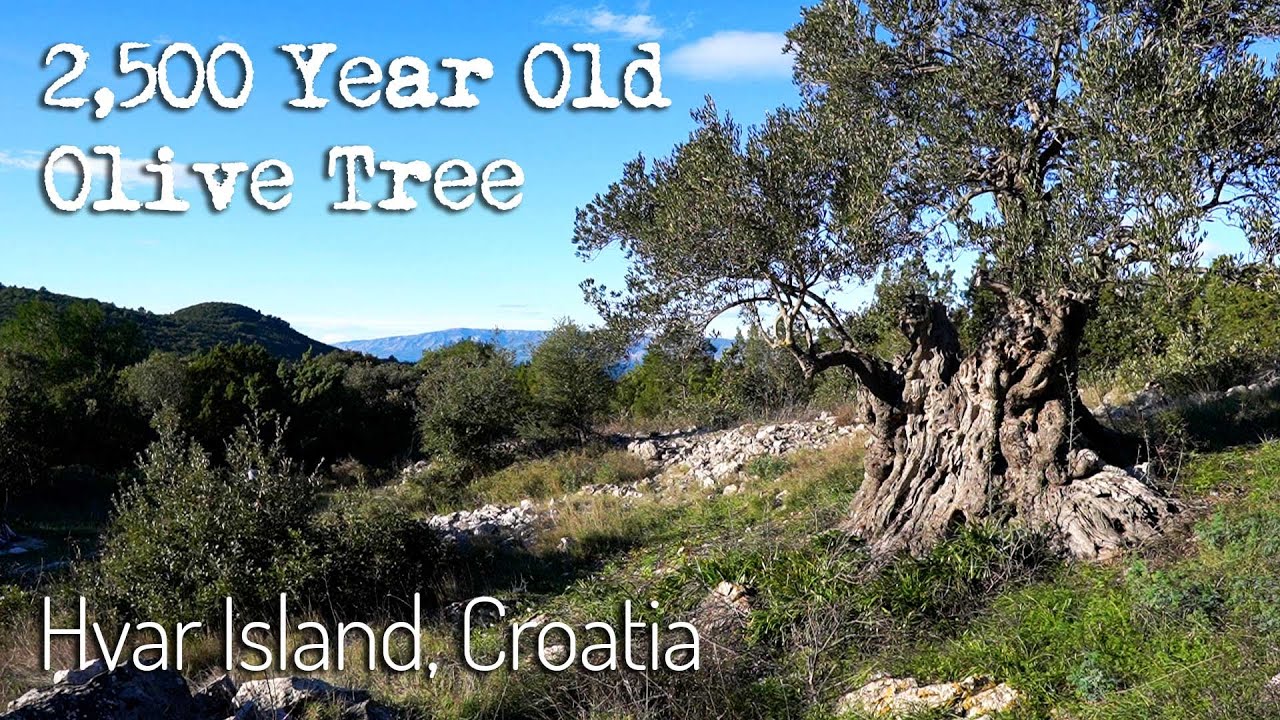 2,500 Year-Old Olive Tree And The Ancient History On Hvar Island, Croatia