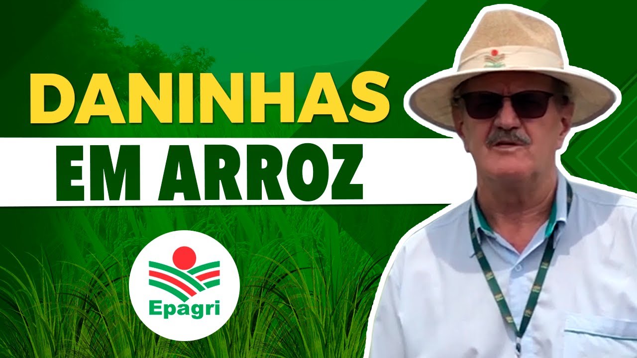 Como Fazer um Controle Eficiente de Daninhas no Arroz – com Dr. Noldin