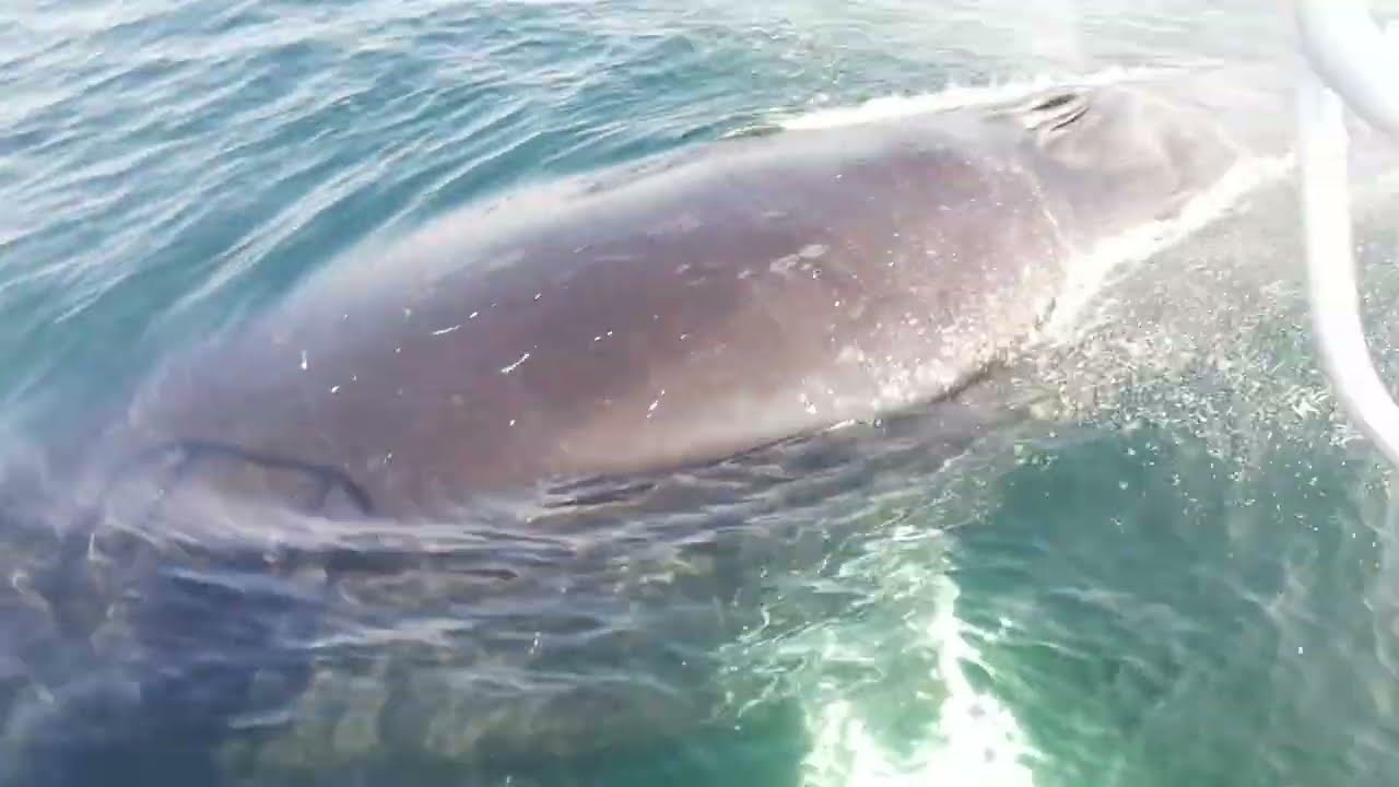 Whales-right underneath!!!