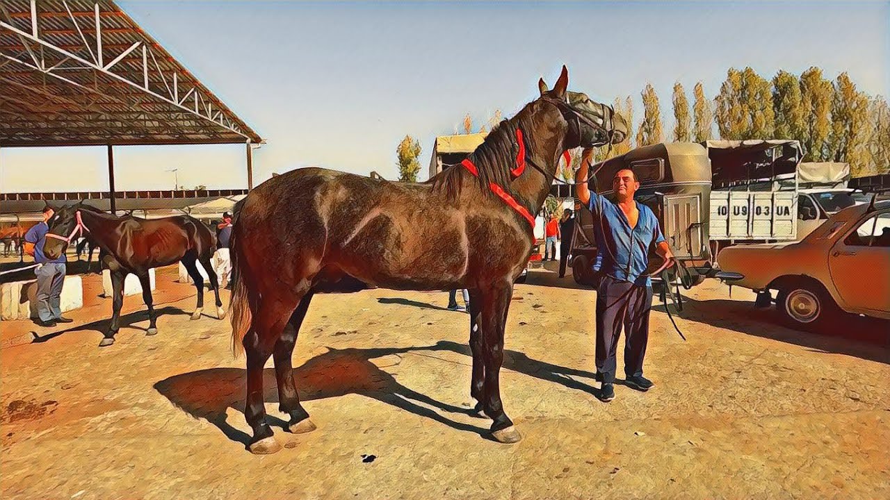 Horse market in Uzbekistan! Конный рынок! Sho'ro ot bozori 2022!