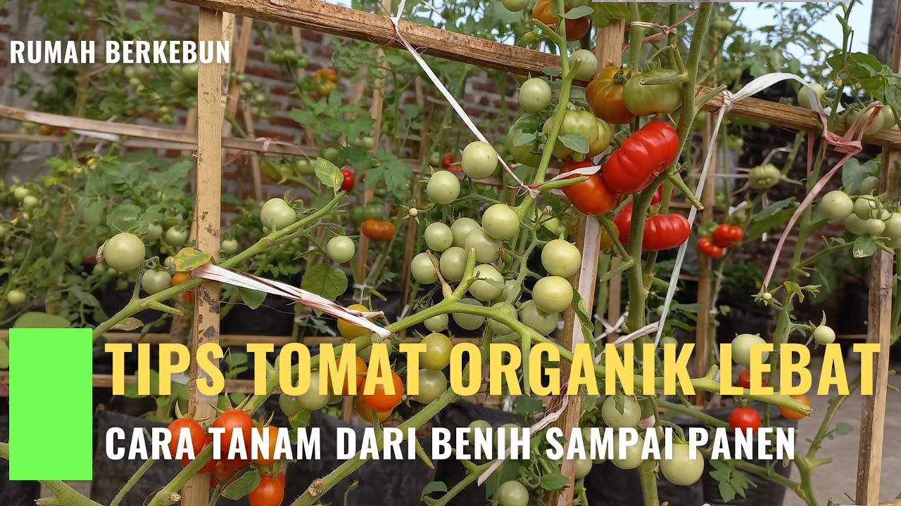 CARA TANAM TOMAT ORGANIK LEBAT, DARI BENIH SAMPAI PANEN
