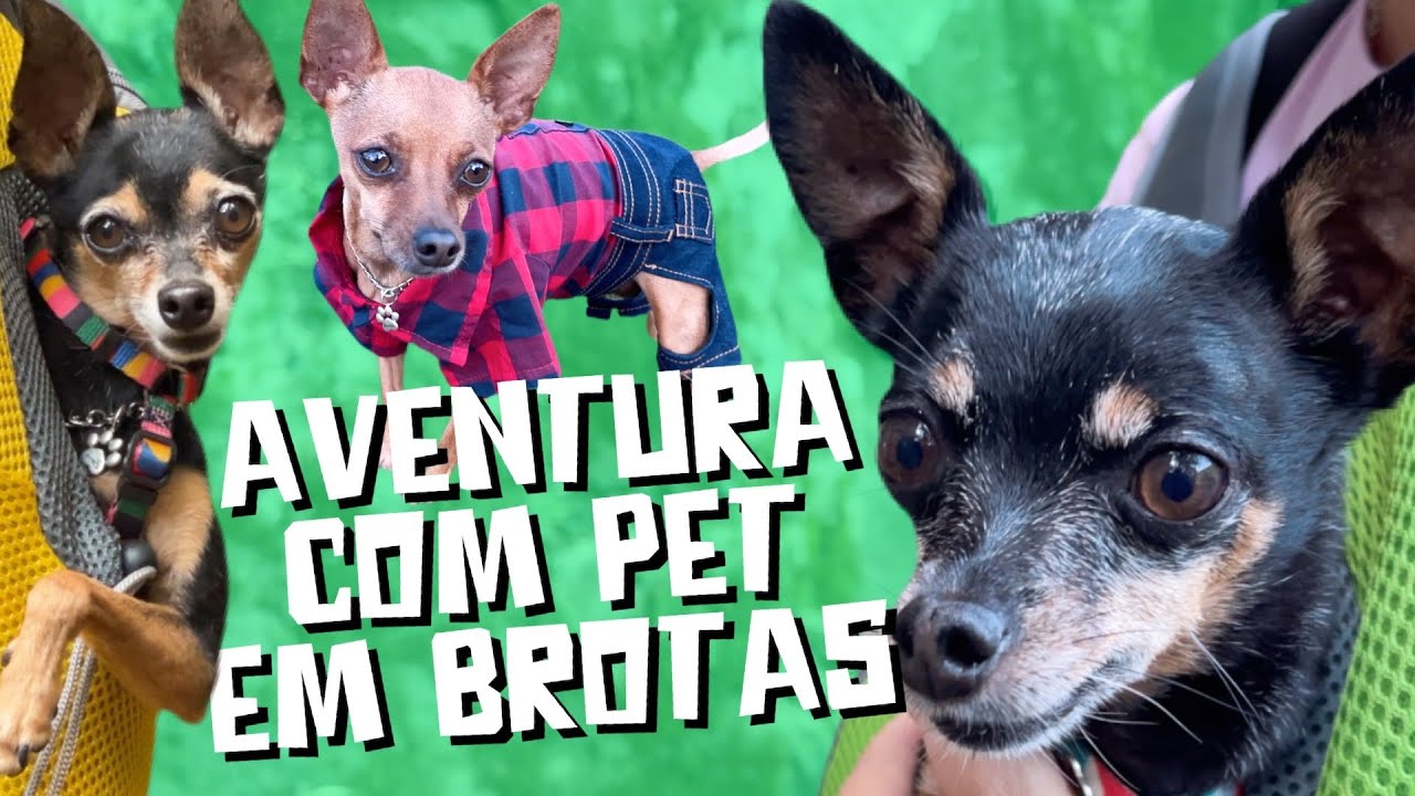 12 HORAS DE AVENTURAS COM MEUS CACHORROS EM BROTAS | TRILHAS | CACHOEIRAS | PIQUENIQUE
