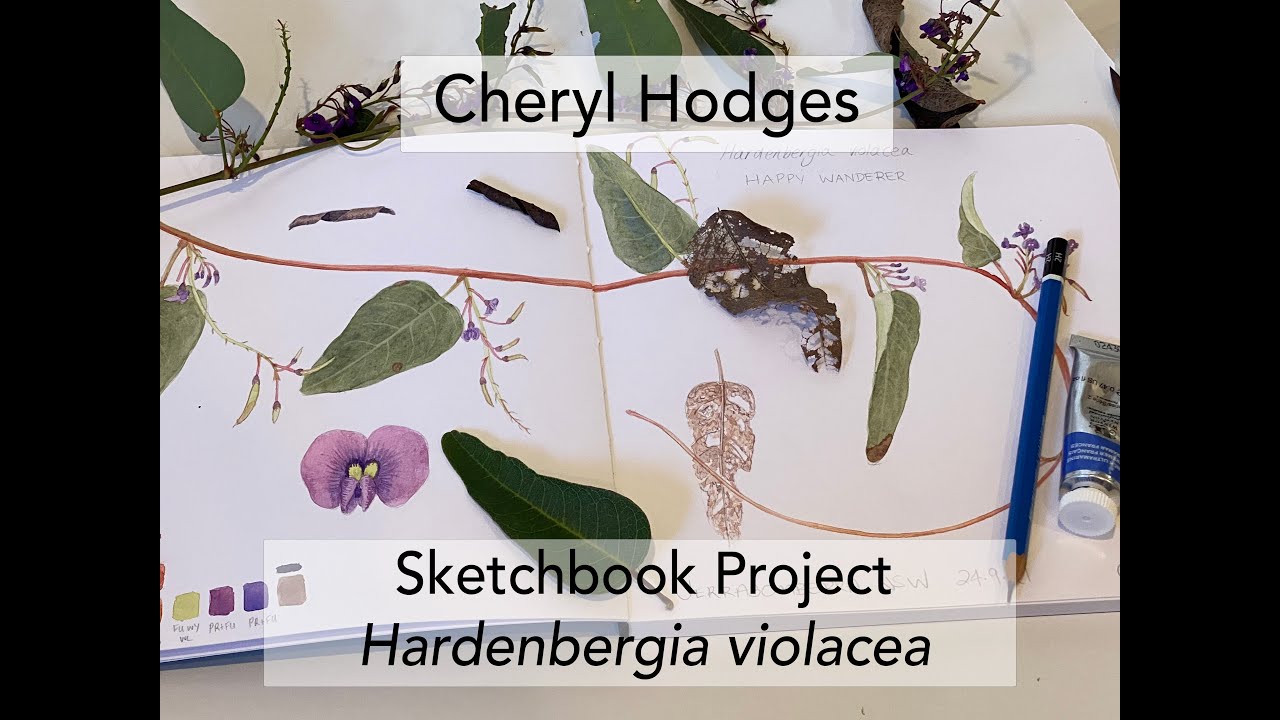 Sketchbook Project - Hardenbergia violacea