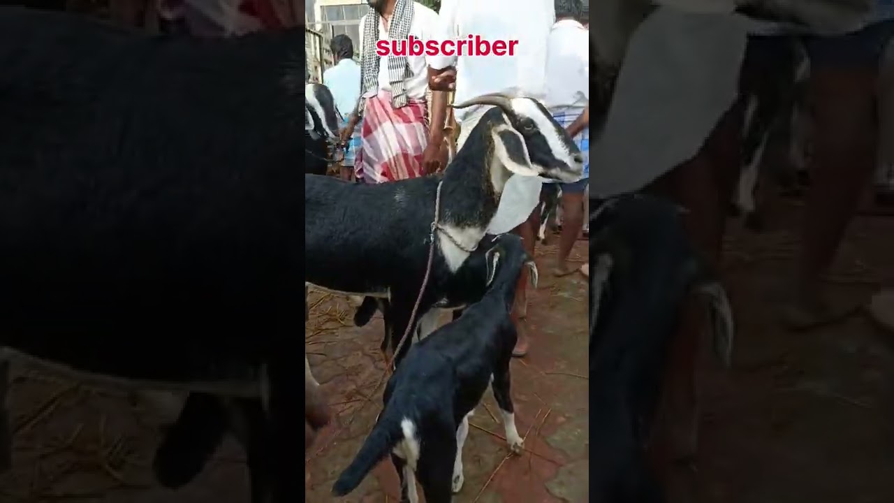 ஒரிஜினல் கண்ணி ஆடு சந்தை | Ettayapuram goat market | kalnadai tholan