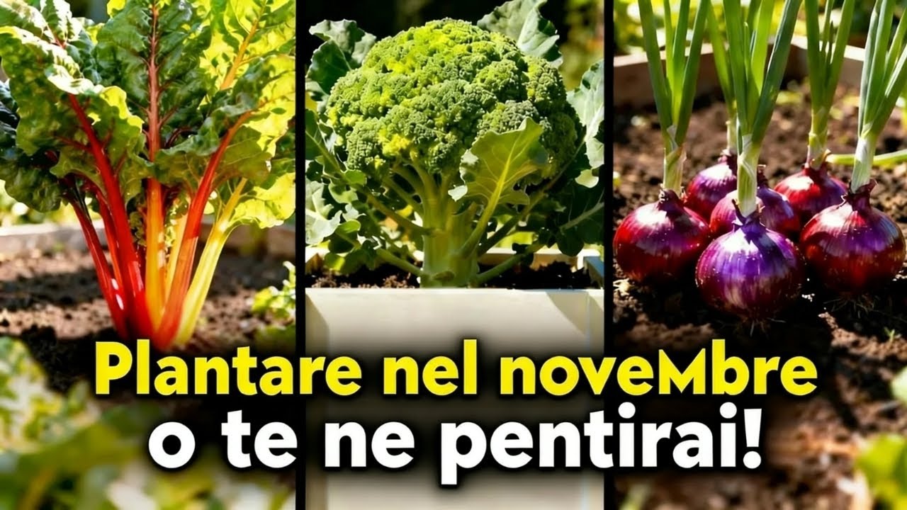 7 Colture Incredibilmente Produttive Che Devi Piantare a Novembre Prima Che il Tempo Scada!