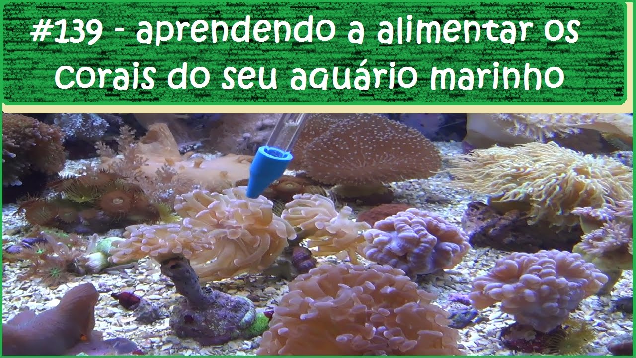 Como alimentar os corais do seu aquário marinho