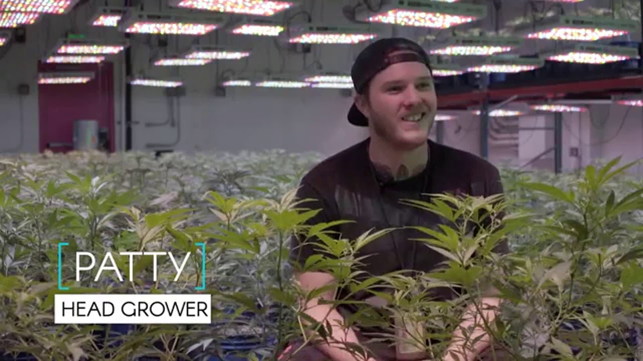 Commercial Cannabis Grow
