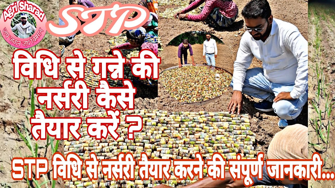 STP Method of Sugarcane Planting/ एसटीपी विधि से गन्ने की नर्सरी कैसे तैयार करें ? संपूर्ण जानकारी
