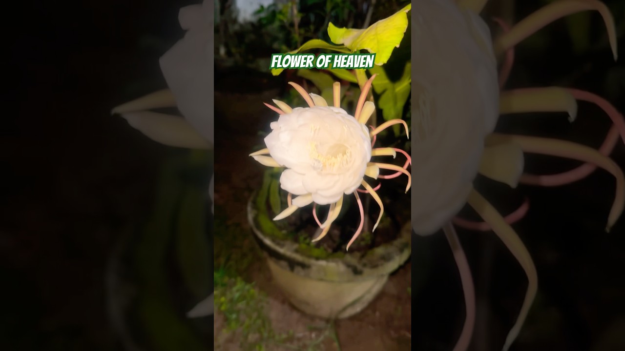 Swarg ka Phool dharti pe #shortsfeed #youtubeshorts #flowerofheaven #flower #rareflower #flower