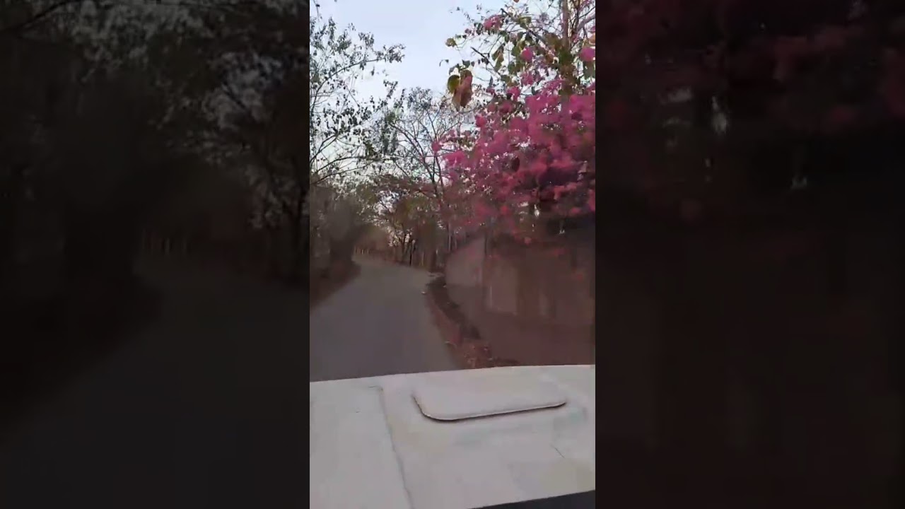 Los paseos de mi madre que Dios me la bendiga siempre donde quiera que ella ande