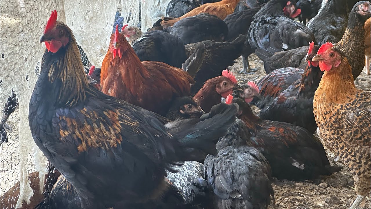 Desi murgi farm kaise khole | Desi murgi farm kaise khole 2026 | Murgi farm video 