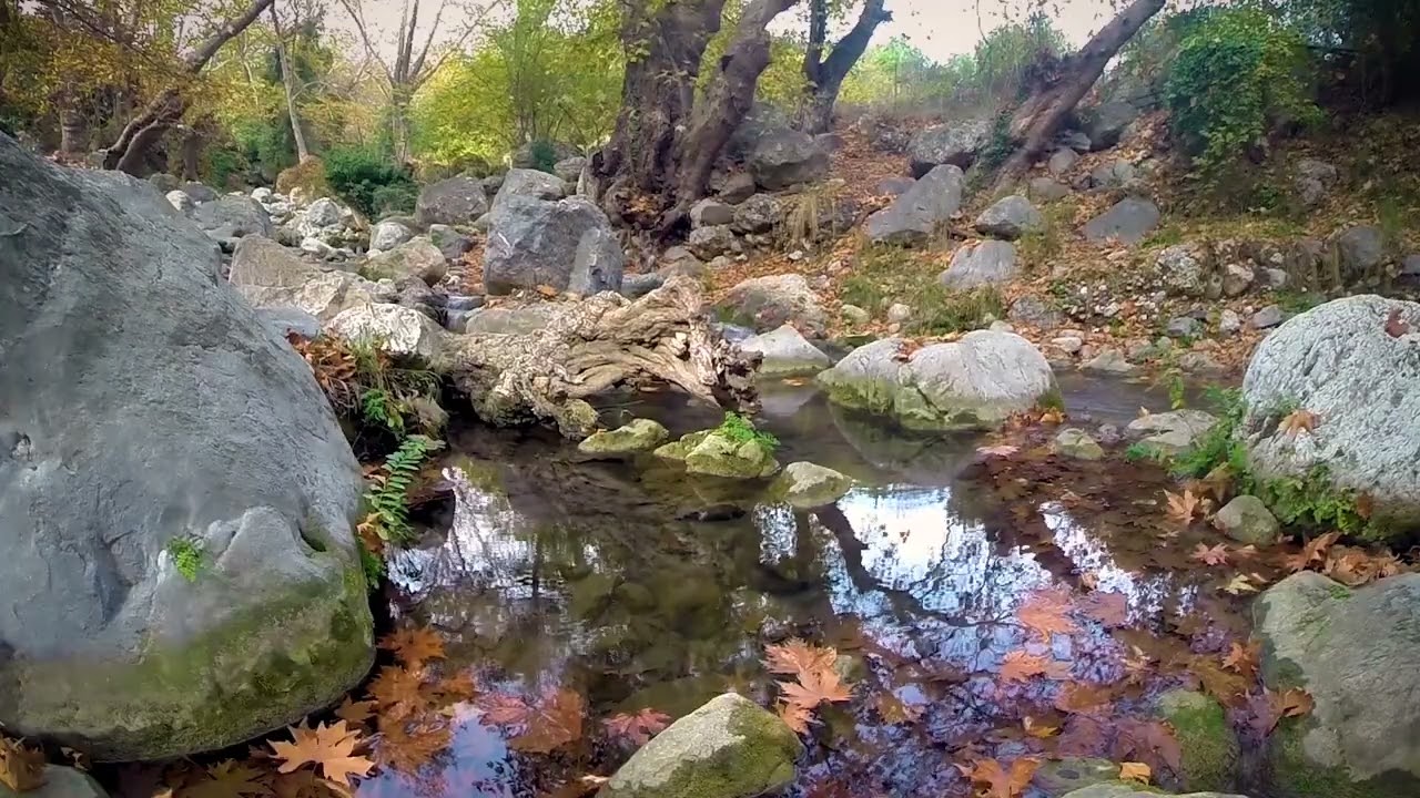 Cloudy & Mild Autumn Day by a Forest Stream ,  Relaxing Nature ASMR