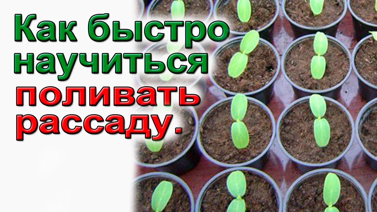 Начинающим.Полив рассады. Точные дозы.