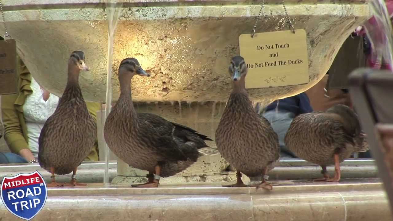 The Peabody Ducks