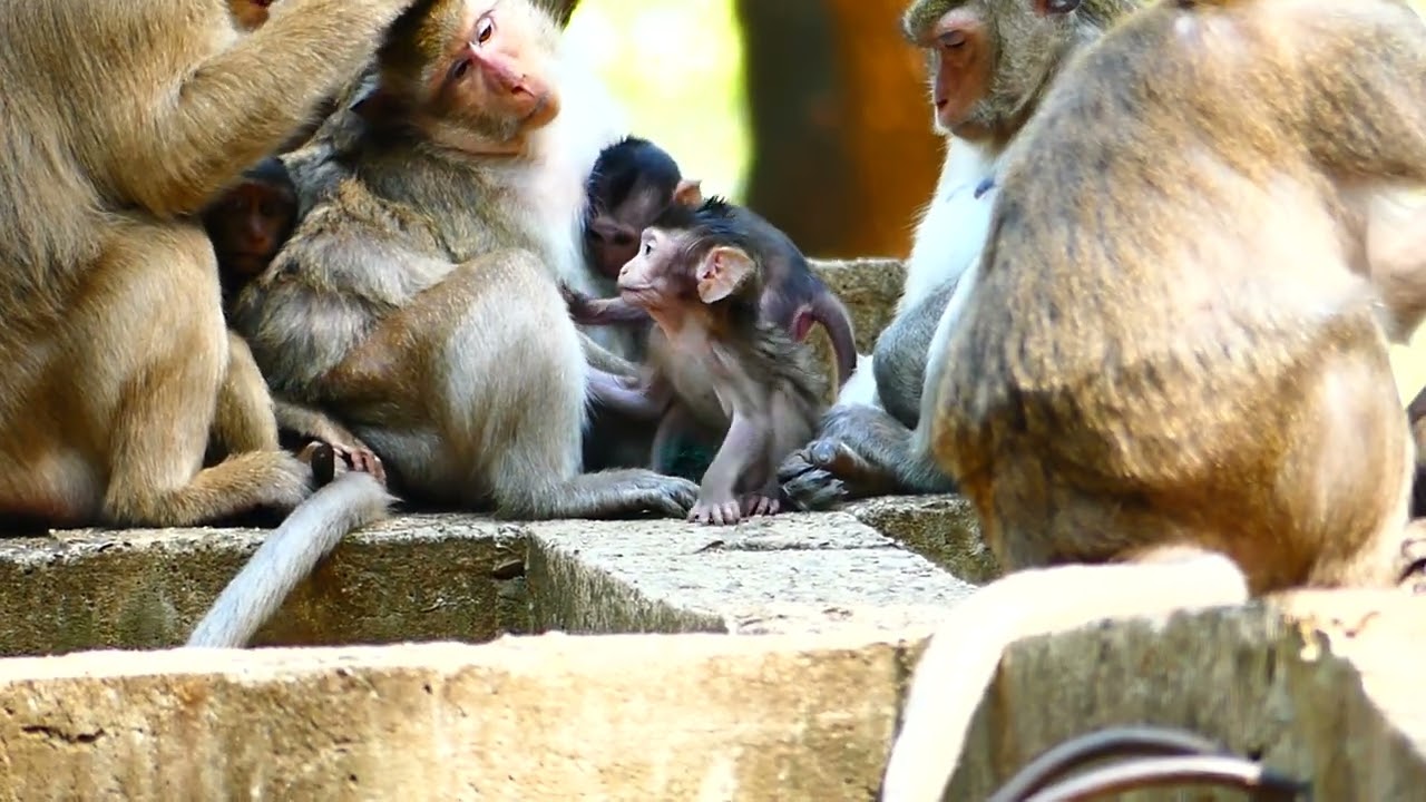 Mom Rose With Mom PrinCes So Sweet Monkey Amber Group Wildlife SR