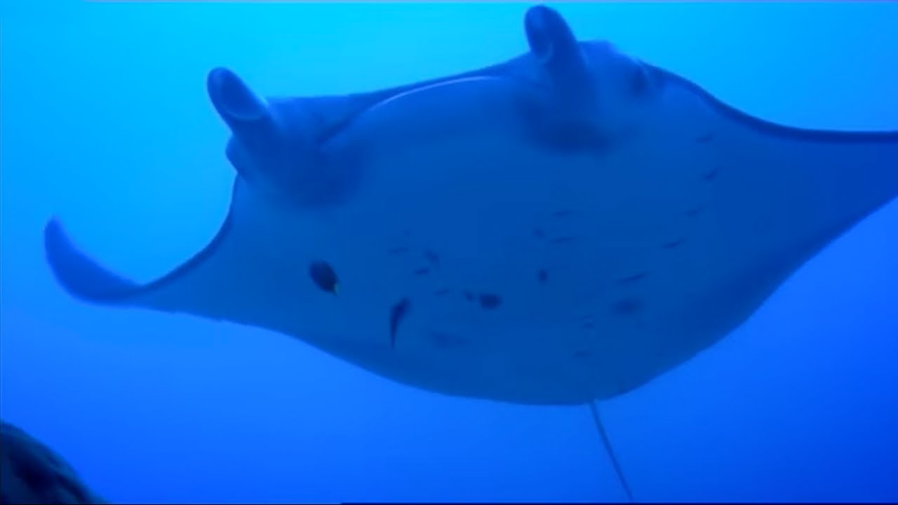 Diving with GIANT Manta Rays | Pacific Abyss | BBC Earth