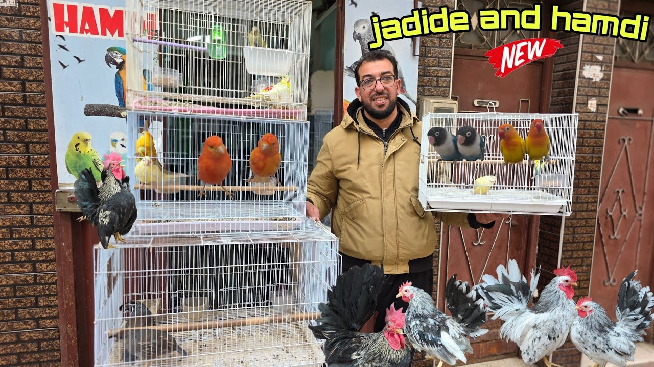 الجديد عند حمدي🔥أجيو نتولعو ونتعرفو على أتمنة مختلف أنواع الطيور عشاق دجاج الزينة فرجة ممتعة
