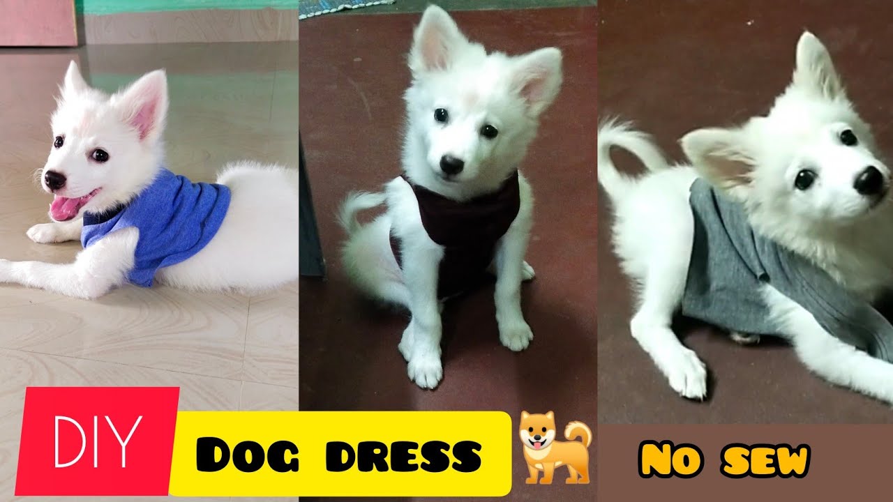DIY dog dress using waste legging and T-shirt (no sew) quick and easy