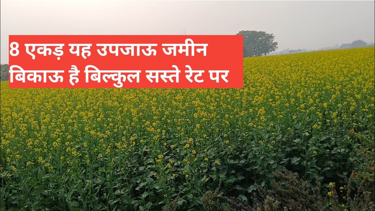Ep-13 : 8 एकड़ यह उपजाऊ जमीन बिकाऊ है बिल्कुल सस्ते रेट पर #प्रॉपर्टी #Proparty 