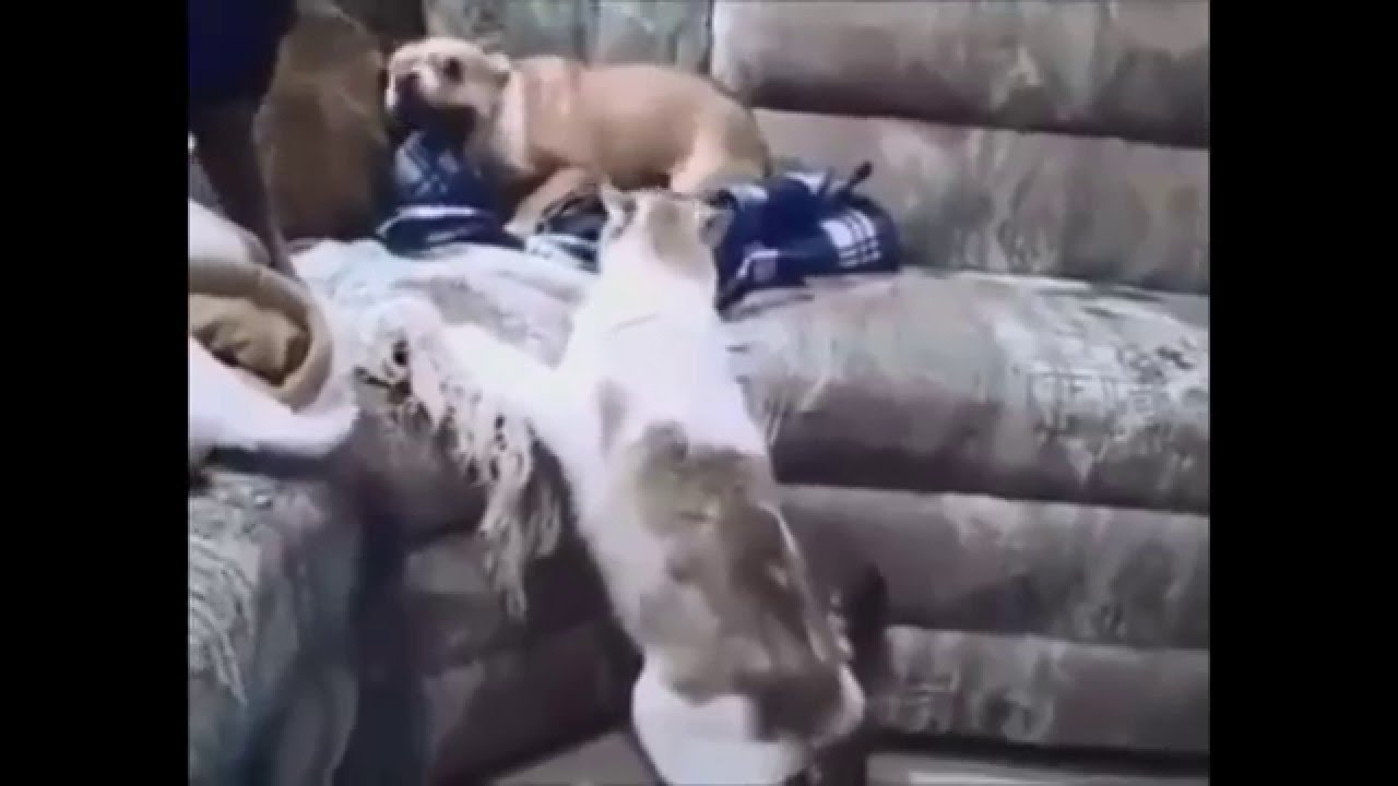 Cat forcing the dog  - Кошка заставляет собаку удирать под страхом смерти