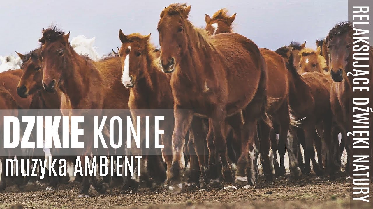 Wyciszająca Muzyka Ambient 🍀 Dzikie Konie w tle