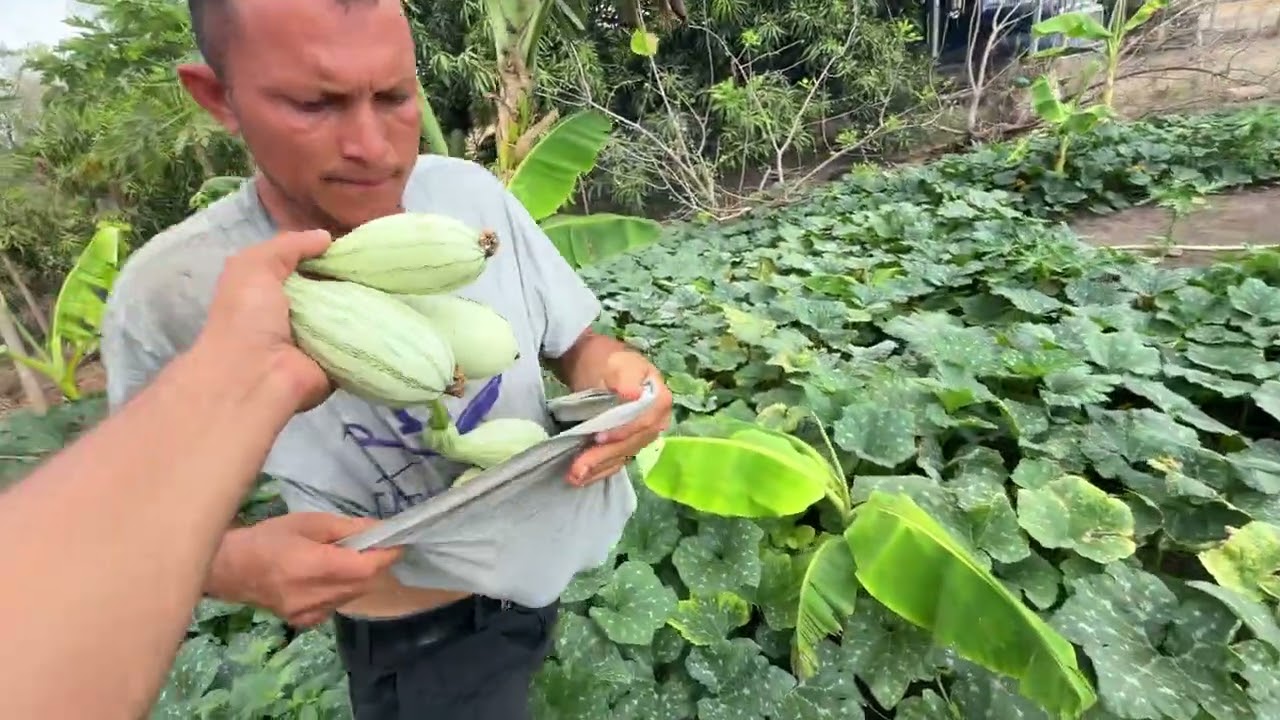 Cortando pipianes mira que bendición 