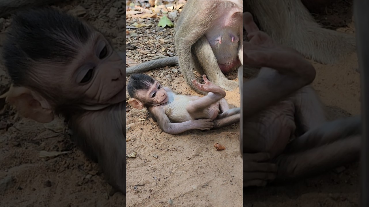 Funny lovely adorable cute beautiful lil baby monkey 🐒 happy playful #shortvideo #shorts #shortsfeed