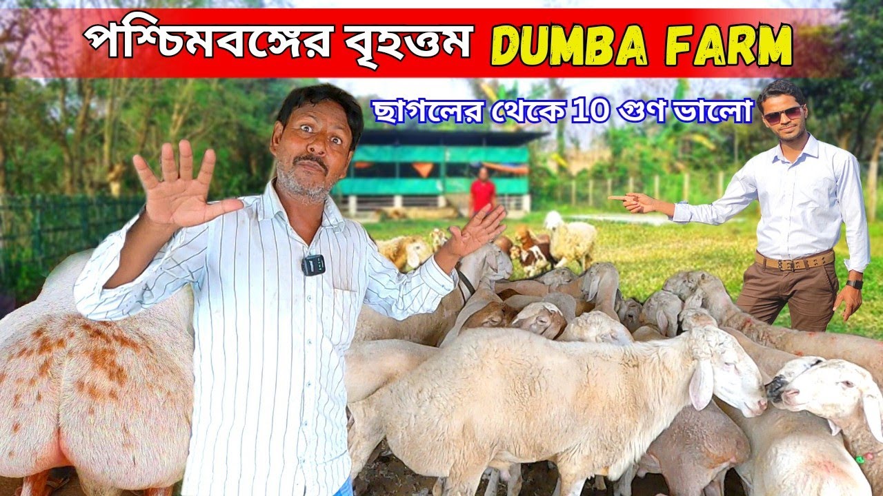 পশ্চিমবঙ্গের বৃহত্তম দুম্বা খামার | The largest Dumba farm in West Bengal | How to start dumba farm