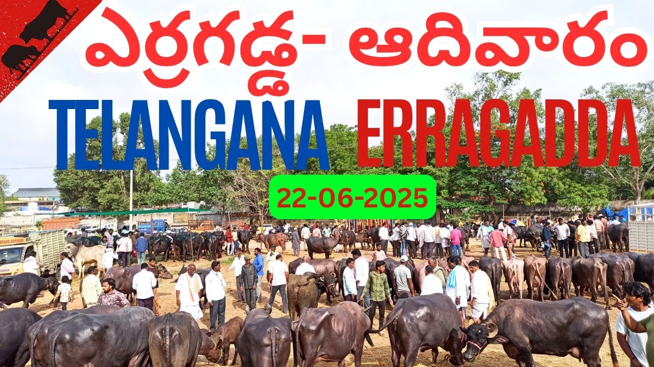 ఎర్రగడ్డ గేదెల మార్కెట్ || Erragadda Buffalo Market || एररागड्डा भैंसा बाजार