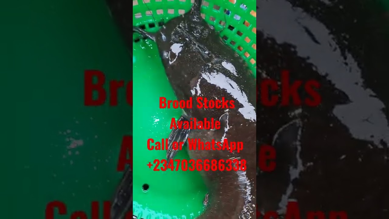 Brood Stocks Available all or WhatsApp +2347036686338
